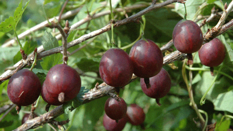 Varieti gooseberry Olavi (Hinnonmaen Punainen) yang menghasilkan hasil tinggi dan tahan sejuk