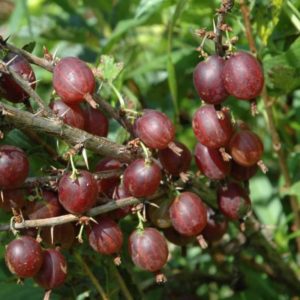 Variedade de groselha Olavi (Hinnonmaen Punainen) de alto rendimento e resistente ao frio