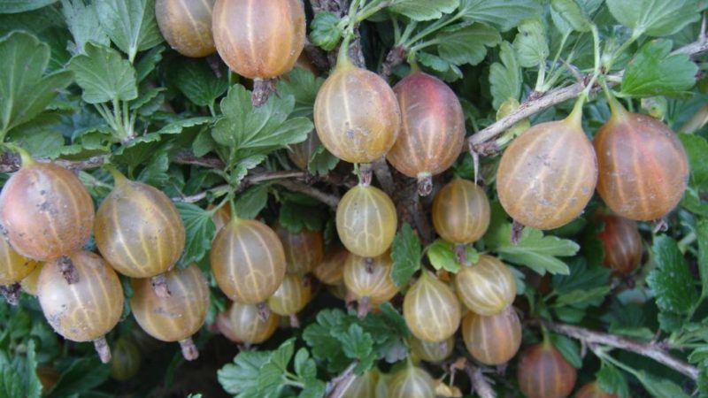 High-yielding, cold-resistant gooseberry variety Olavi (Hinnonmaen Punainen)