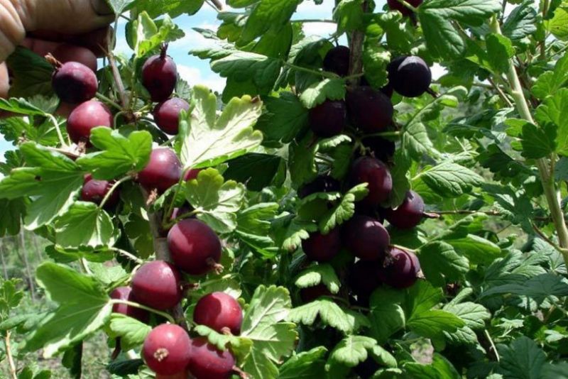 Varieti gooseberry terbaik untuk Ural dan Siberia: penerangan dan ulasan