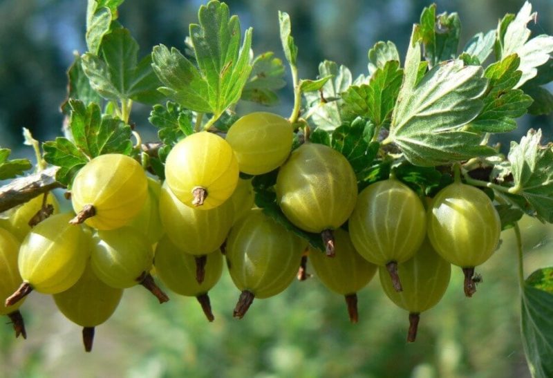 Gooseberry varieties mula sa Belarusian breeders: Ravol, Coral at iba pa