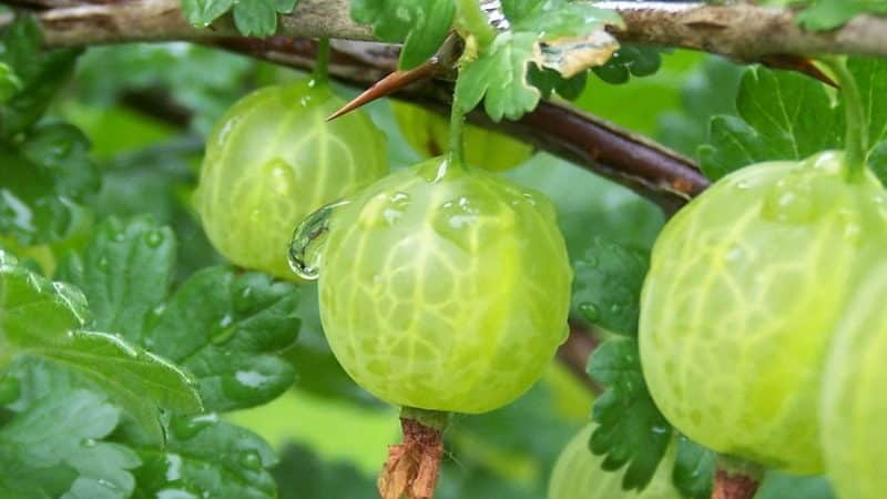 Gooseberry varieties from Belarusian breeders: Ravol, Coral and others