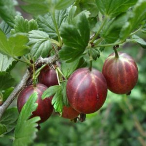 Varietà di uva spina ad alto rendimento con frutti rosso scuro russo