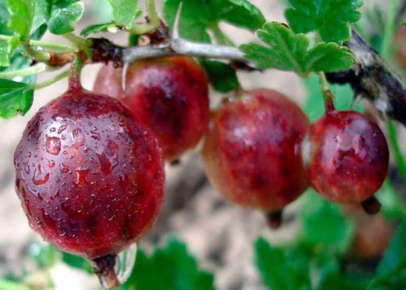 Variedad de grosella espinosa de alto rendimiento con frutos de color rojo oscuro rusa.