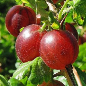 Varietà di uva spina ad alto rendimento con frutti rosso scuro russo