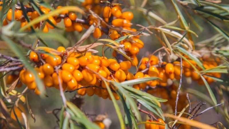 Une variété de variétés d'argousier sans épines