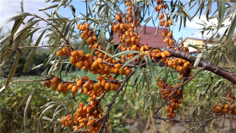 A variety of thornless sea buckthorn varieties