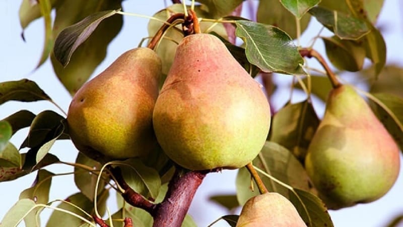 The best summer pear varieties: description and characteristics