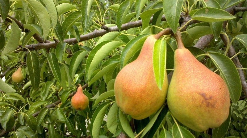 רשימה של זני האגסים הטובים ביותר עבור מרכז רוסיה