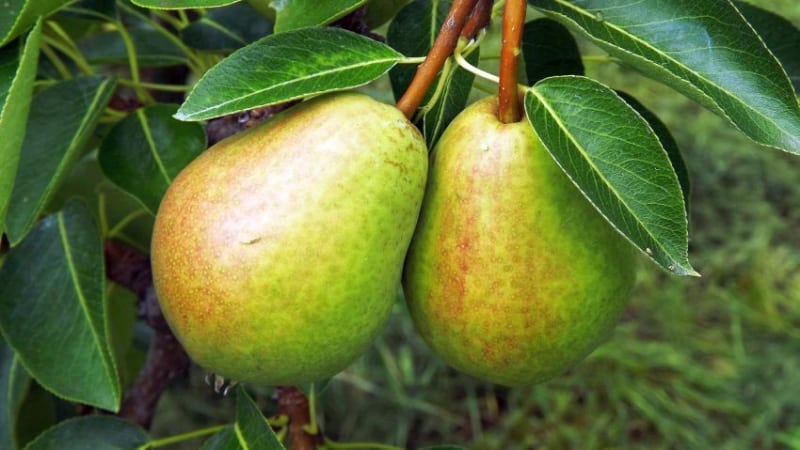 זני אגסי הקיץ הטובים ביותר: תיאור ומאפיינים