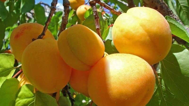 The best varieties of apricots for central Russia