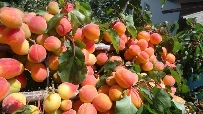 The best varieties of apricots for central Russia