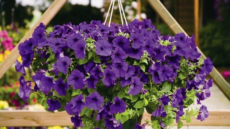 Características de las petunias en cascada y sus ventajas sobre otras especies.