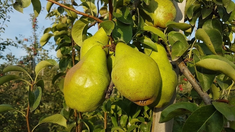 Labākās bumbieru šķirnes Maskavas reģionā