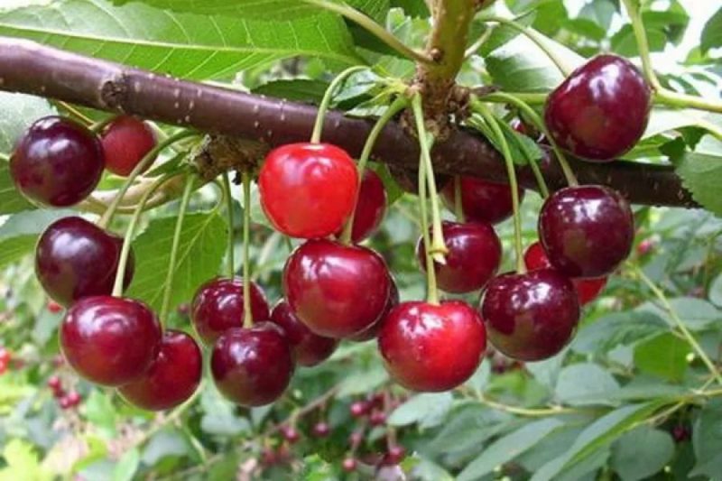 Variedad de cereza Mayak sin pretensiones y de alto rendimiento