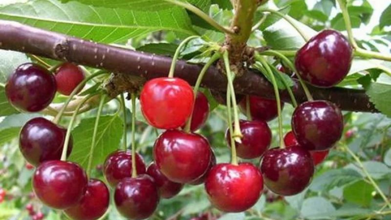 Les variétés de cerises les plus productives et les plus délicieuses