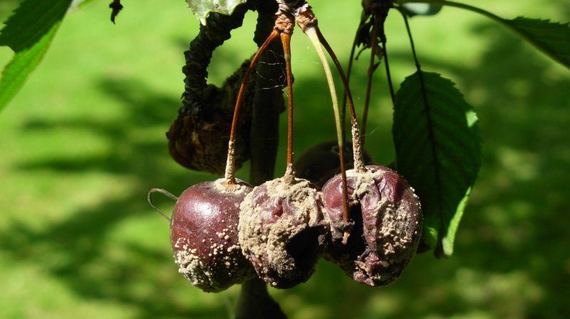 High-yielding early-ripening cherry variety Malyshka