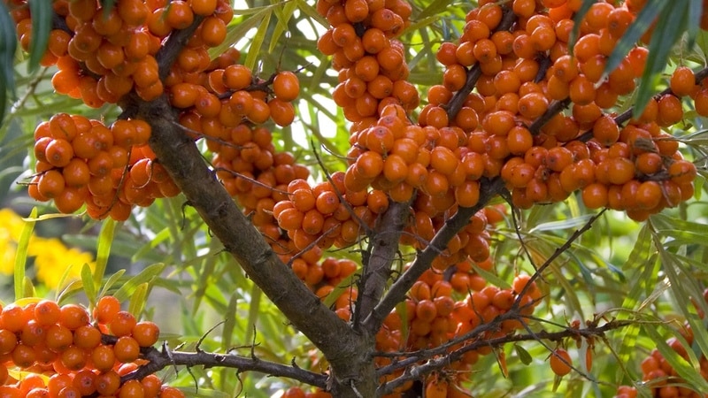 Une variété de variétés d'argousier sans épines