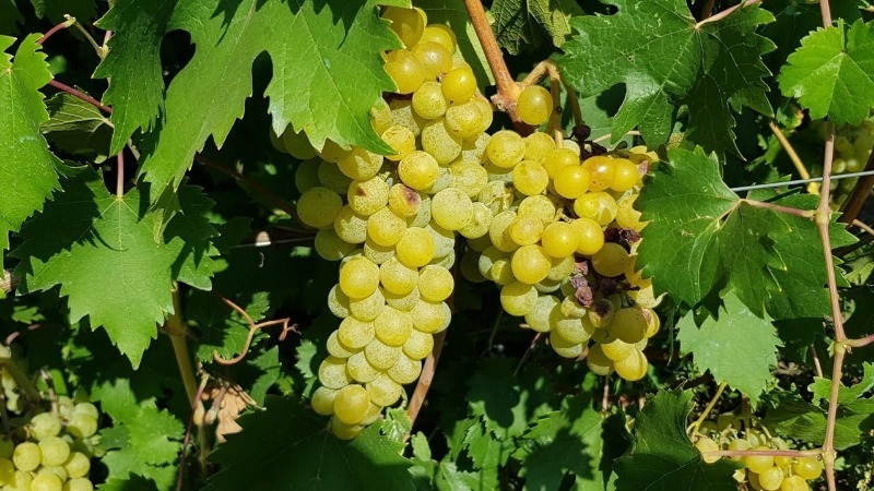 Review of the best white grape varieties