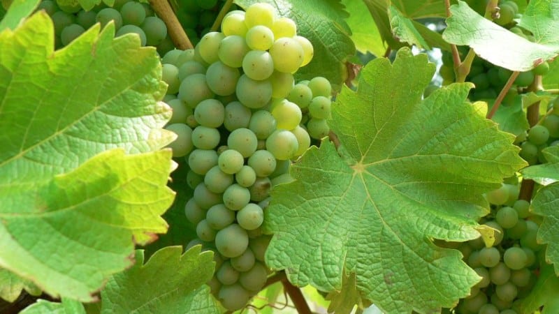 Review of the best white grape varieties