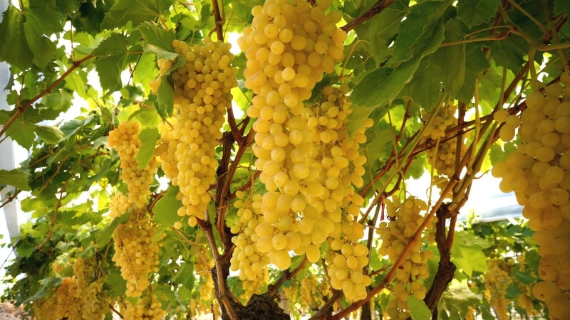 Review of the best white grape varieties