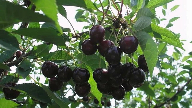 Orta bölge ve Samara bölgesi için kendine verimli kiraz çeşitlerinin tanımı