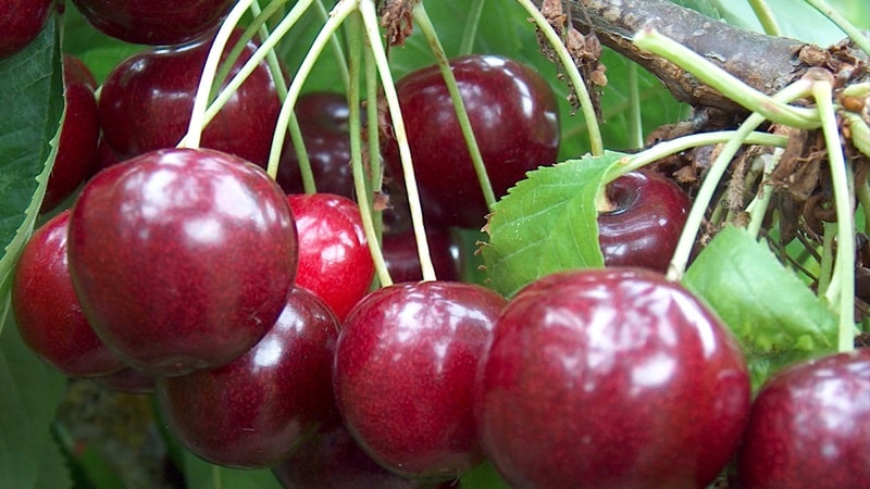 Les variétés de cerises les plus productives et les plus délicieuses