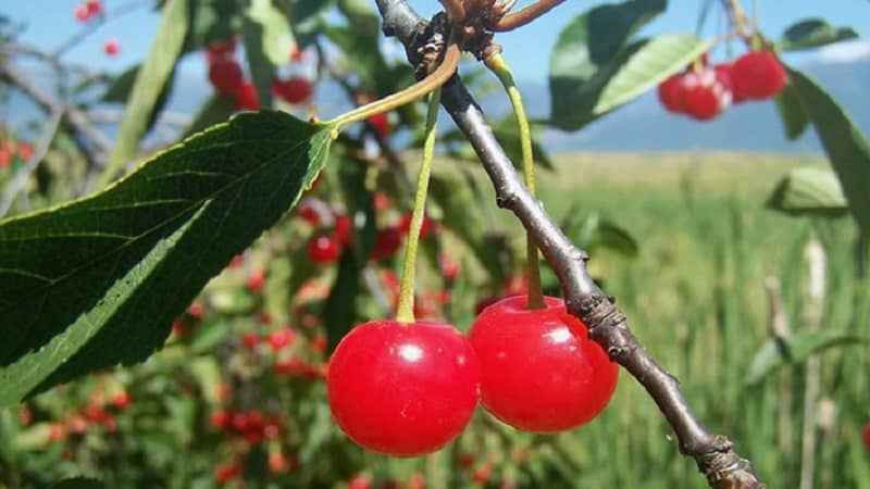 Orta bölge ve Samara bölgesi için kendine verimli kiraz çeşitlerinin tanımı