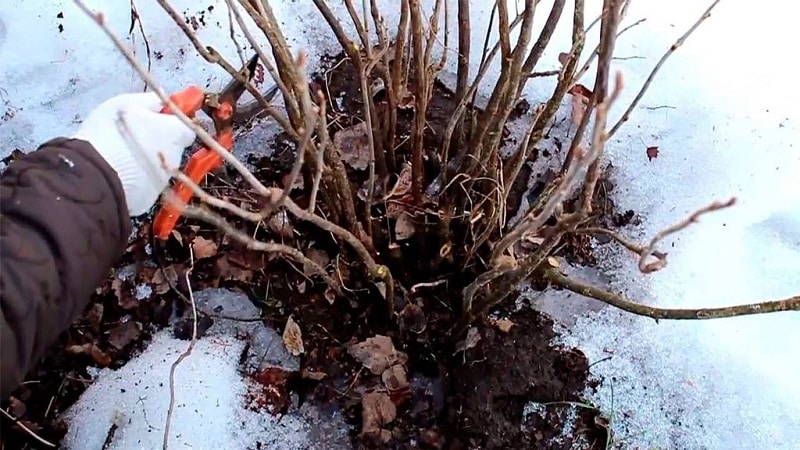 The main stages of caring for currants in the spring after winter