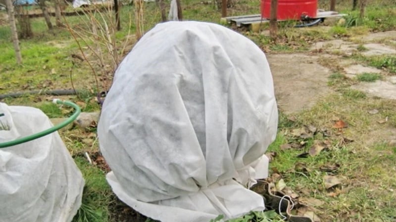 The main stages of caring for currants in the spring after winter