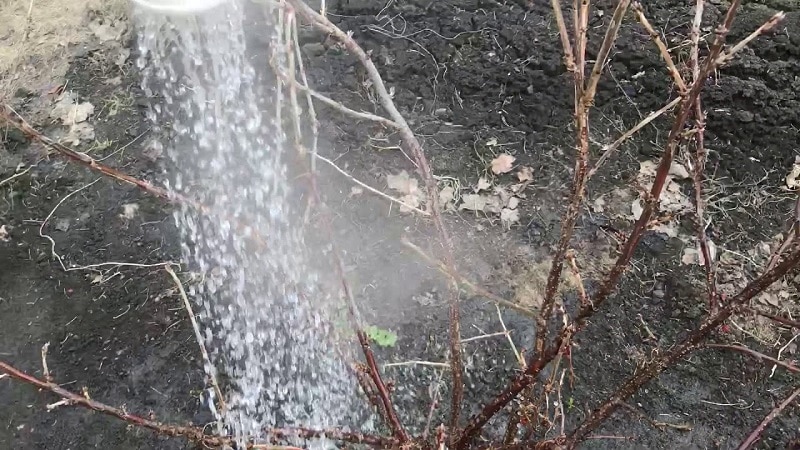 The main stages of caring for currants in the spring after winter