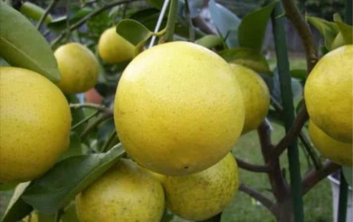 Varietà di lime: descrizione e caratteristiche