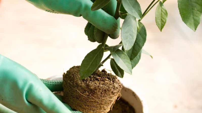 Guia pas a pas per replantar un arbre de mandarina a casa