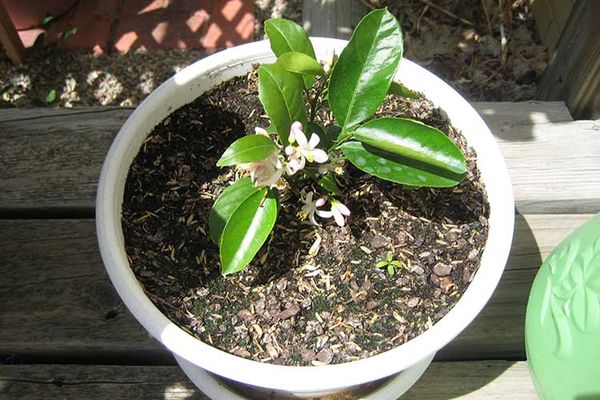 Step-by-step guide to replanting a tangerine tree at home