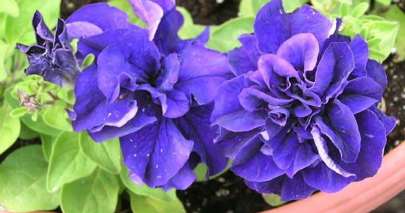 Paglalarawan ng mga varieties at tampok ng lumalagong terry petunia