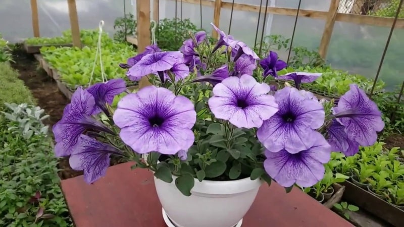 Las mejores variedades de petunias ampelosas y características de su cultivo.