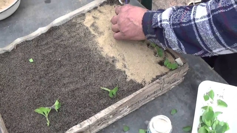 Quali sono i vantaggi dei fiori di petunia e come coltivarli correttamente