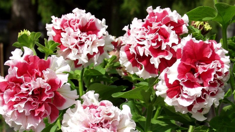 Beschrijving van variëteiten en kenmerken van het kweken van badstofpetunia