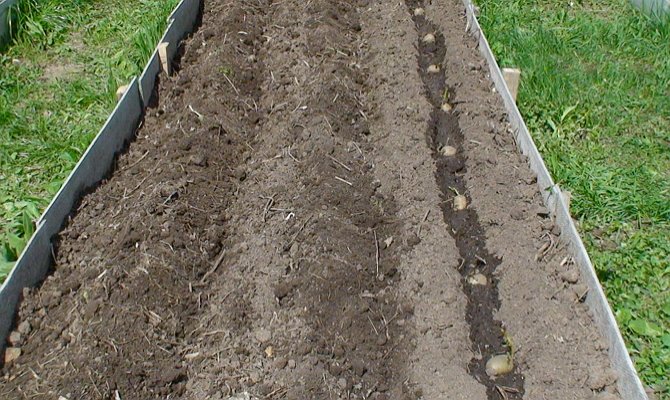 Pros and cons of planting potatoes in ridges