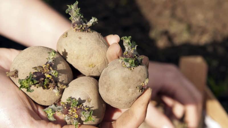 Technologie de préparation des pommes de terre pour la plantation