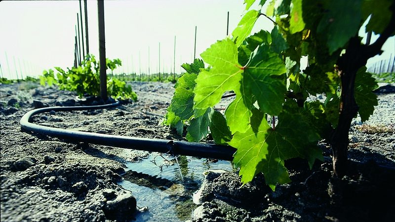 Die besten Düngemittel für Trauben im Frühjahr und die Regeln für ihre Anwendung