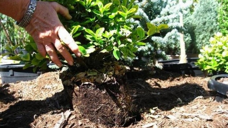 Planter et entretenir le chèvrefeuille en pleine terre au printemps