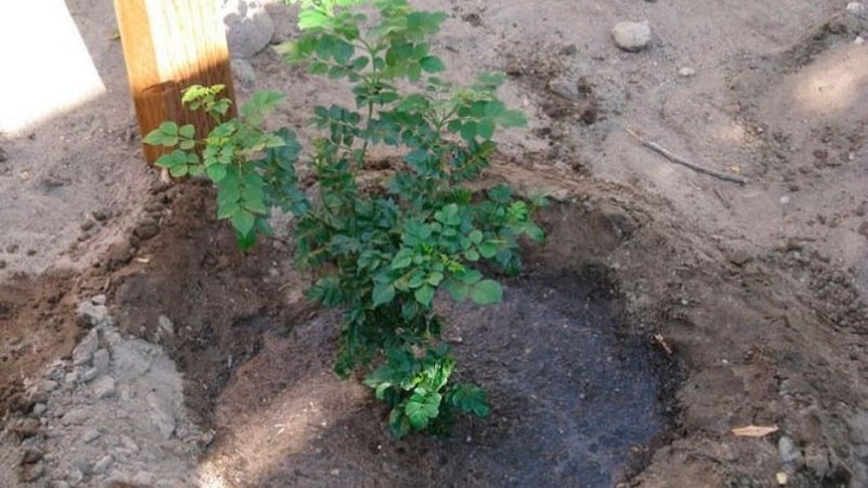 Plantning og pleje af kaprifolier i det åbne land om foråret