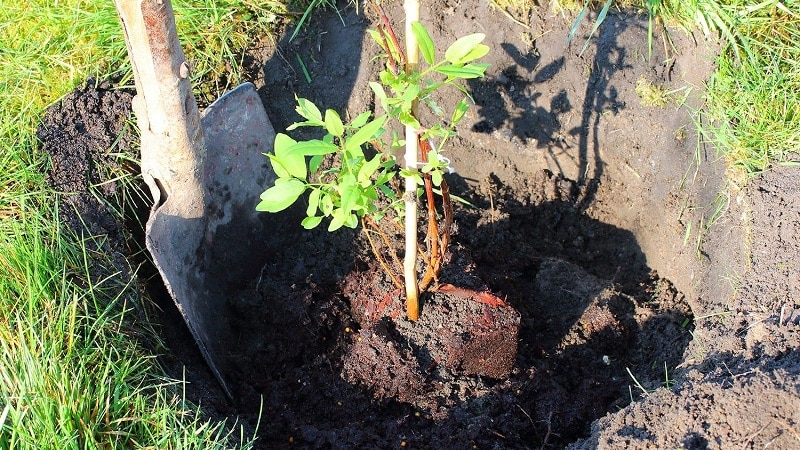 Plantning og pleje af kaprifolier i det åbne land om foråret