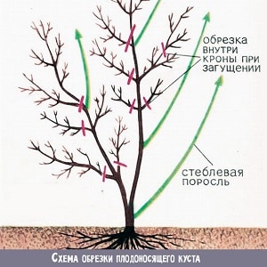 Ciri-ciri penanaman dan penjagaan honeysuckle di Ural