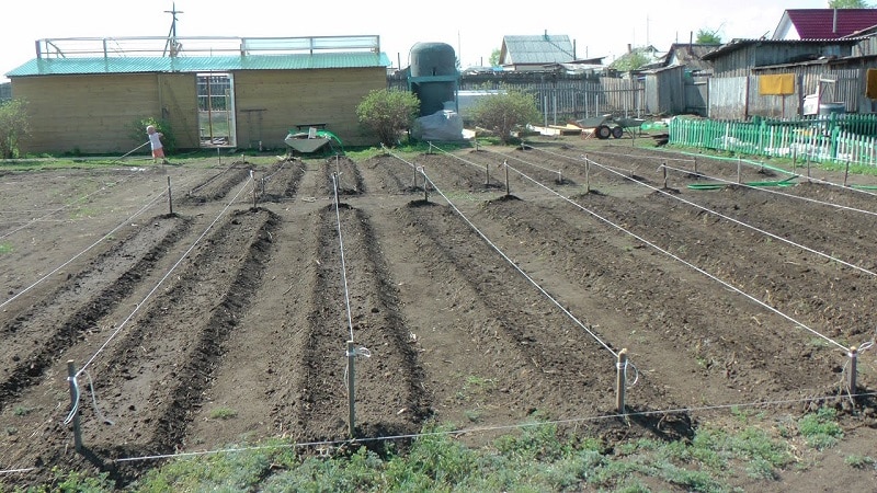 Plantar y cultivar patatas mediante el método Mittlider para obtener altos rendimientos