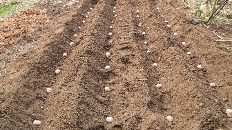 Patates ekiminde yeni yöntemler ve bakım özellikleri