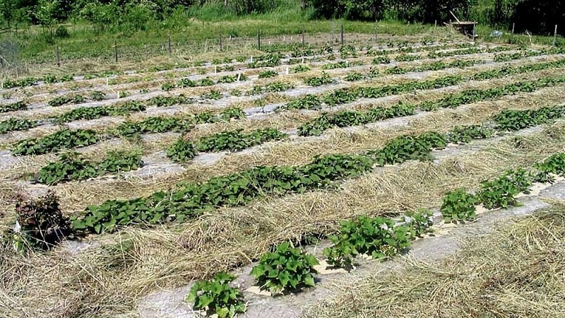 Pflanzung und Anbau von Kartoffeln nach der Mittlider-Methode für hohe Erträge