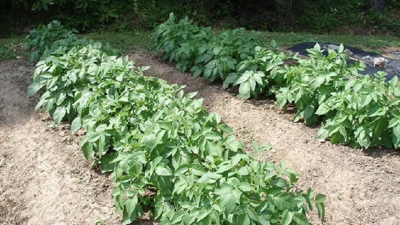 Plantio e cultivo de batatas usando o método Mittlider para altos rendimentos