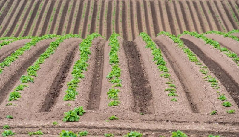 Nieuwe methoden voor het planten van aardappelen en verzorgingsfuncties